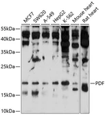 Anti-PDF antibody used in Western Blot (WB). GTX65587