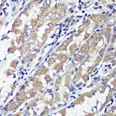 Anti-UBL3 antibody used in IHC (Paraffin sections) (IHC-P). GTX65591