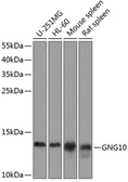 Anti-GNG10 antibody used in Western Blot (WB). GTX65601