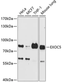 Anti-EXOC5 antibody used in Western Blot (WB). GTX65605