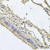 Anti-FABP12 antibody used in IHC (Paraffin sections) (IHC-P). GTX65608