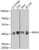Anti-RNF34 antibody used in Western Blot (WB). GTX65614