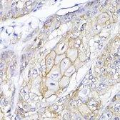 Anti-SEMA4F antibody used in IHC (Paraffin sections) (IHC-P). GTX65618