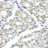 Anti-MAPKBP1 antibody used in IHC (Paraffin sections) (IHC-P). GTX65625