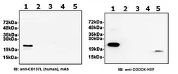 Human 4-1BBL / CD137L protein, DDDDK tag. GTX65634-pro