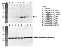 Human Jagged 1 protein, human IgG1 Fc tag (active). GTX65636-pro