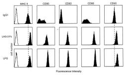 Human LAG3 protein, human IgG1 Fc tag (active). GTX65640-pro