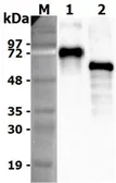 Human Progranulins protein (active). GTX65641-pro