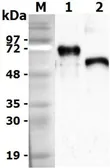 Mouse Progranulins protein. GTX65642-pro