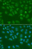 Anti-ORC6 antibody used in Immunocytochemistry/ Immunofluorescence (ICC/IF). GTX65816