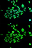 Anti-DPRP1 antibody used in Immunocytochemistry/ Immunofluorescence (ICC/IF). GTX65827