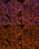 Anti-CD34 antibody used in IHC (Paraffin sections) (IHC-P). GTX65833