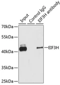 Anti-eIF3H / EIF3S3 antibody used in Immunoprecipitation (IP). GTX65839