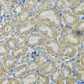 Anti-Hsp90 beta antibody used in IHC (Paraffin sections) (IHC-P). GTX65840