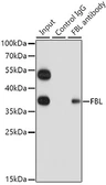 Anti-Fibrillarin antibody used in Immunoprecipitation (IP). GTX65859