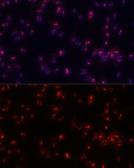 Anti-Fibrillarin antibody used in Immunocytochemistry/ Immunofluorescence (ICC/IF). GTX65859