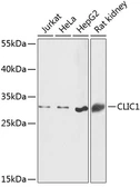 Anti-CLIC1 antibody used in Western Blot (WB). GTX65866