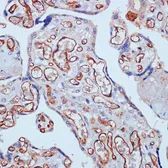 Anti-CD34 antibody used in IHC (Paraffin sections) (IHC-P). GTX65867