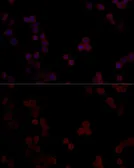 Anti-PPP5C antibody used in Immunocytochemistry/ Immunofluorescence (ICC/IF). GTX65877
