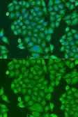 Anti-CENPK antibody used in Immunocytochemistry/ Immunofluorescence (ICC/IF). GTX65896