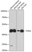 Anti-TOM1 antibody used in Western Blot (WB). GTX65905