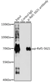 Anti-Raf1 (phospho Ser621) antibody used in Immunoprecipitation (IP). GTX65906
