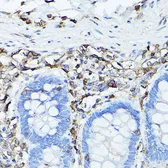 Anti-CD45 antibody used in IHC (Paraffin sections) (IHC-P). GTX65913