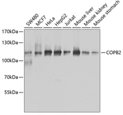 Anti-COPB2 antibody used in Western Blot (WB). GTX65917