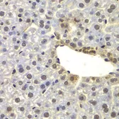Anti-FAM48A antibody used in IHC (Paraffin sections) (IHC-P). GTX65918