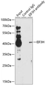 Anti-eIF3H / EIF3S3 antibody used in Immunoprecipitation (IP). GTX65925