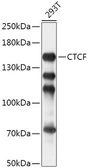 Anti-CTCF antibody used in Western Blot (WB). GTX65926