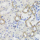 Anti-MTERFD3 antibody used in IHC (Paraffin sections) (IHC-P). GTX65932