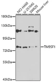 Anti-TM9SF1 antibody used in Western Blot (WB). GTX65959