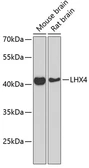 Anti-Lhx4 antibody used in Western Blot (WB). GTX65966