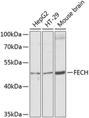 Anti-Ferrochelatase antibody used in Western Blot (WB). GTX65973