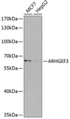 Anti-ARHGEF3 antibody used in Western Blot (WB). GTX65977