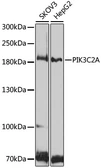 Anti-PI3 kinase C2 alpha antibody used in Western Blot (WB). GTX65983