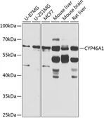 Anti-CYP46A1 antibody used in Western Blot (WB). GTX65985