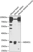 Anti-MEMO1 antibody used in Western Blot (WB). GTX65986