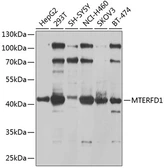Anti-MTERFD1 antibody used in Western Blot (WB). GTX65988