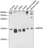 Anti-MRPS6 antibody used in Western Blot (WB). GTX65992