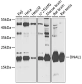 Anti-DNAL1 antibody used in Western Blot (WB). GTX66007