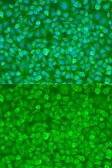 Anti-YTHDF3 antibody used in IHC (Paraffin sections) (IHC-P). GTX66026