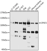 Anti-CPSF2 antibody used in Western Blot (WB). GTX66036