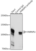 Anti-hnRNP U antibody used in Immunoprecipitation (IP). GTX66039