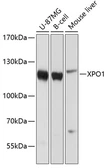 Anti-CRM1 antibody used in Western Blot (WB). GTX66041