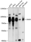 Anti-SNX9 antibody used in Western Blot (WB). GTX66045