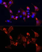 Anti-CLUH antibody used in Immunocytochemistry/ Immunofluorescence (ICC/IF). GTX66049