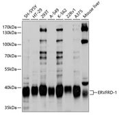 Anti-HERV-FRD antibody used in Western Blot (WB). GTX66051