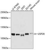 Anti-USP28 antibody used in Western Blot (WB). GTX66058